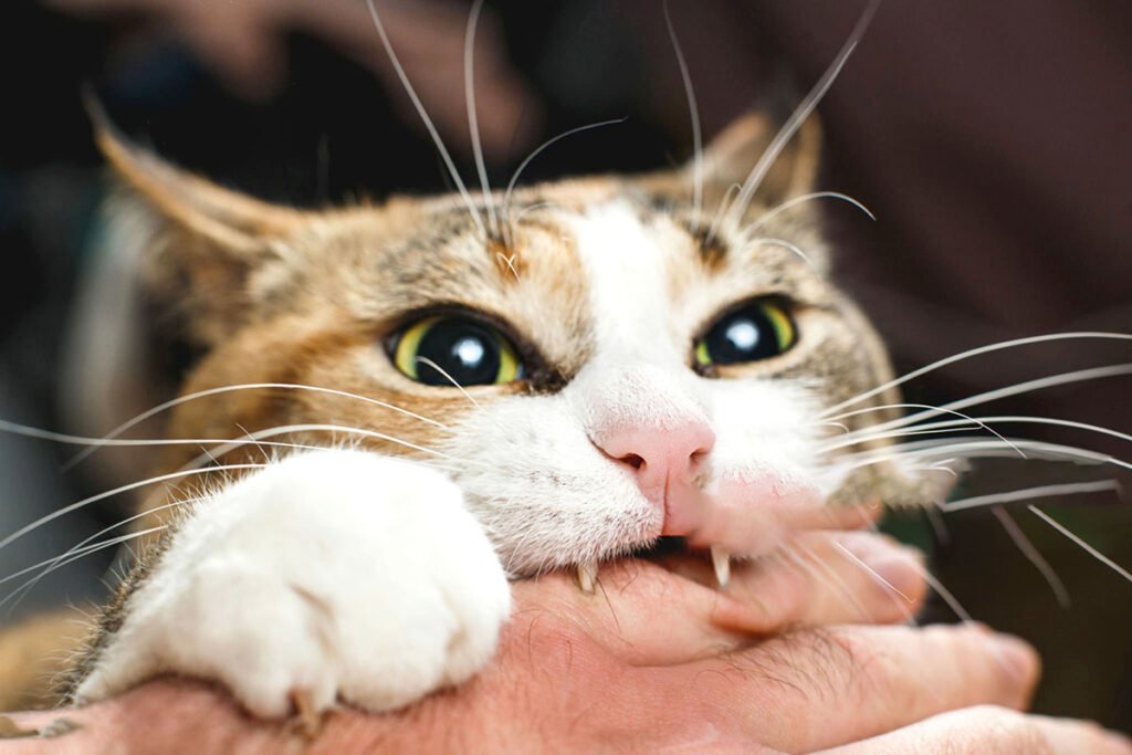 Cat bite infection symptoms