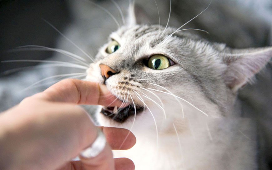 Playful Egyptian Mau cat biting finger