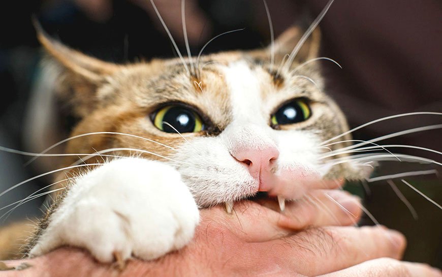 Ferocious red cat bites its owner in the arm with all its power.