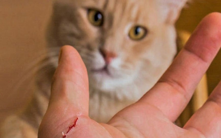 Cat bite picture infection – 8