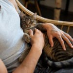 How to Take Care of a Cat