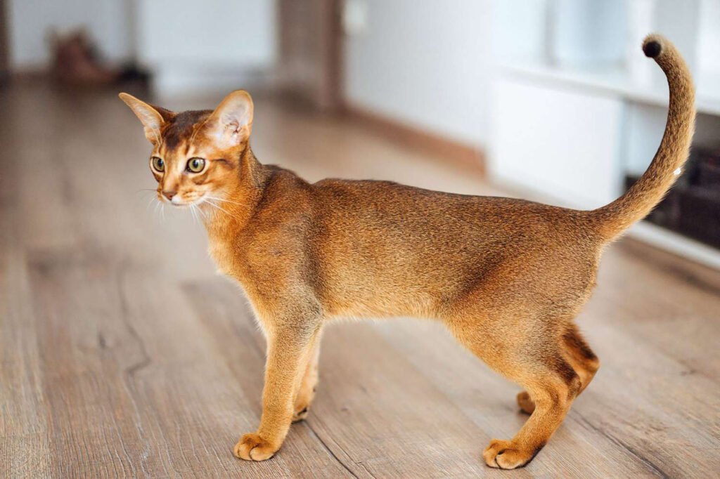 Abyssinian Cats