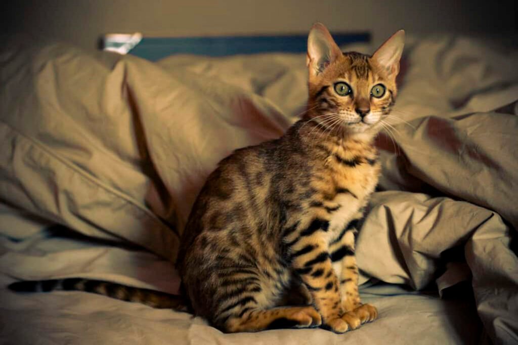 Bengal Cats