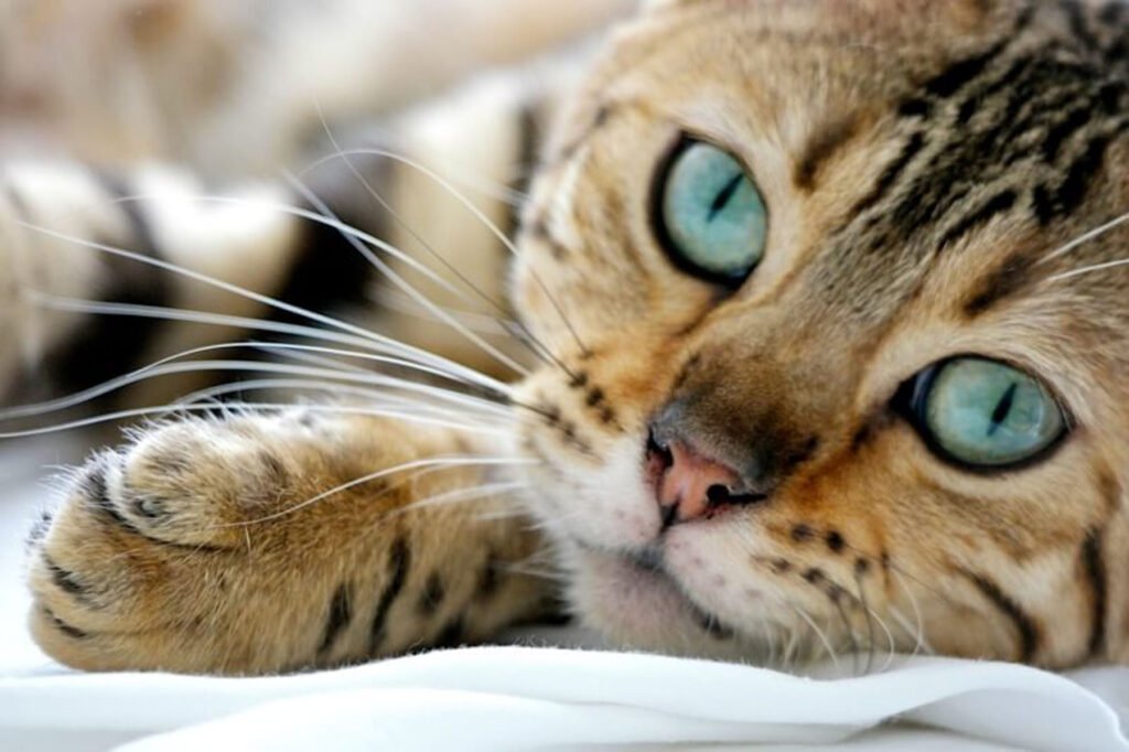Bengal Cat