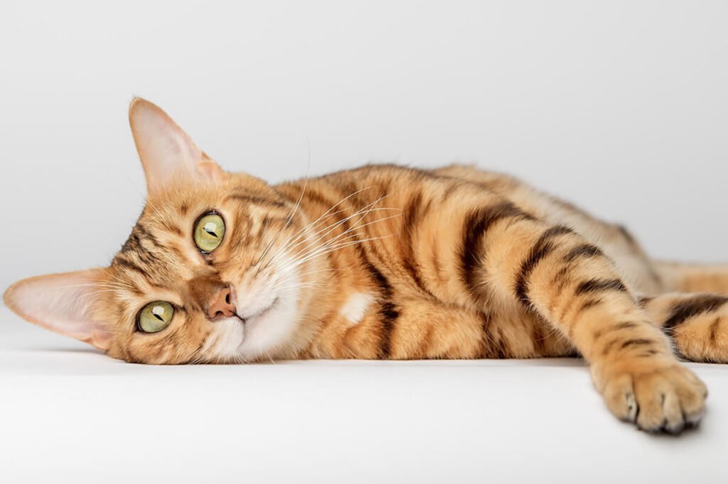 Bengal Cat cute