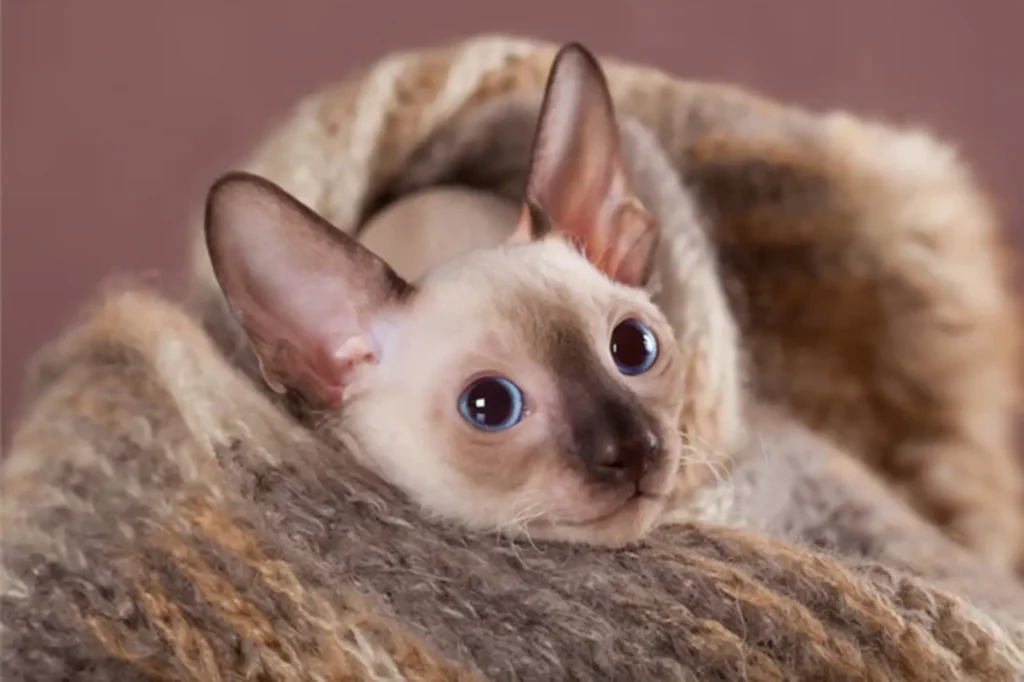 Cornish Rex Cats