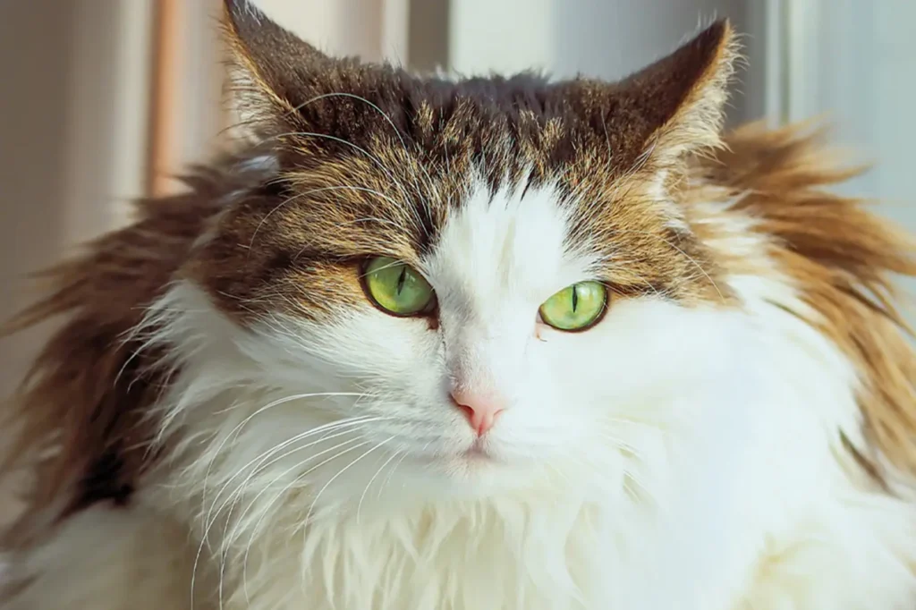 Norwegian Forest Cat