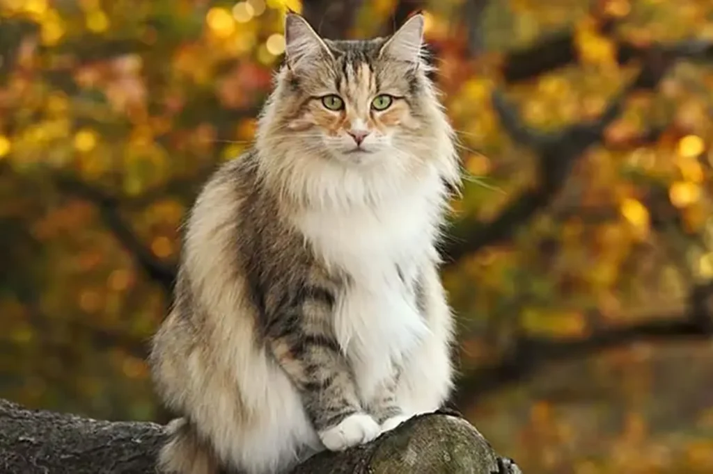 Norwegian Forest Cat