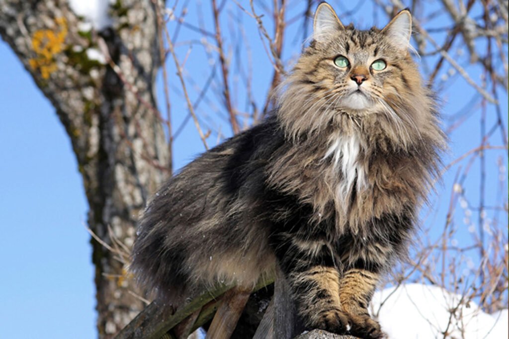 Norwegian Forest Cat