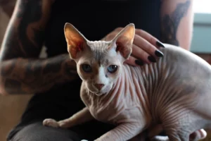 Sphynx Cats
